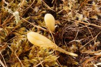 Clavaria