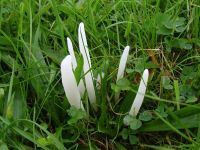 Clavaria