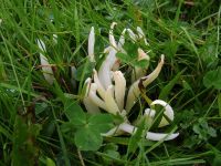 Clavaria