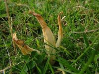 Clavaria