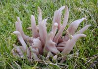 Clavaria