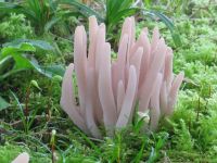 Clavaria