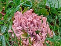 Clavaria