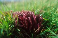 Clavaria