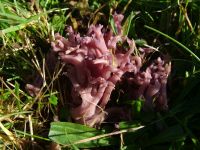 Clavaria