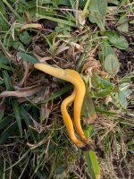 Clavulinopsis