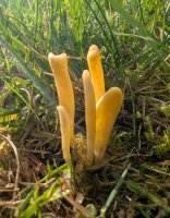 Clavulinopsis
