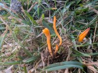 Clavulinopsis