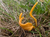 Clavulinopsis