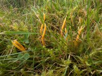 Clavulinopsis