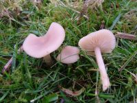 Clitocybe