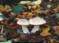 Clitocybe