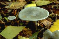 Clitocybe