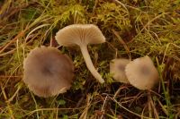 Clitocybe