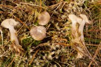 Clitocybe