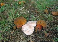 Clitopilus