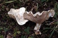 Clitopilus