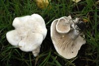 Clitopilus