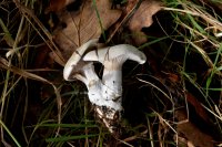 Clitopilus