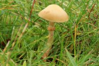 Conocybe