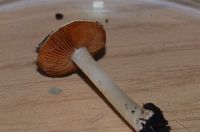 Conocybe