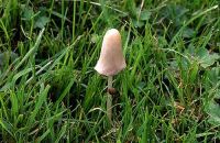 Conocybe