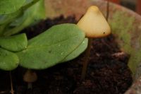 Conocybe
