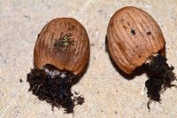 Coprinellus