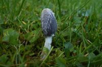 Coprinopsis