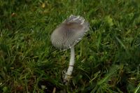 Coprinopsis