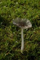 Coprinopsis