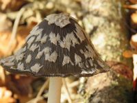 Coprinopsis