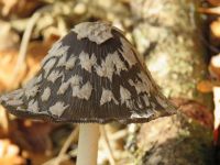 Coprinopsis