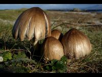 Coprinopsis