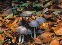 Coprinopsis