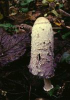 Coprinus