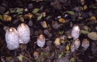 Coprinus