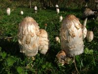 Coprinus