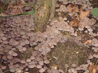 Coprinellus