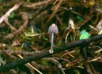 Coprinopsis