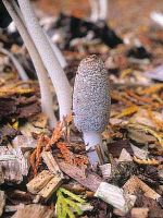 Coprinopsis