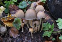 Coprinellus