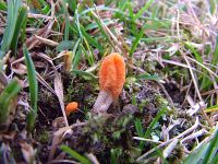 Cordyceps