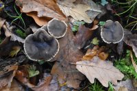 Cortinarius
