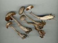 Cortinarius