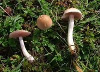 Cortinarius