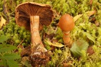 Cortinarius