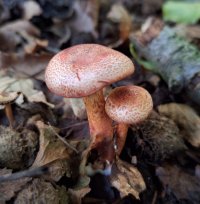 Cortinarius