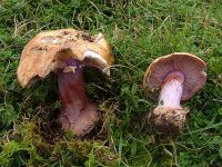 Cortinarius