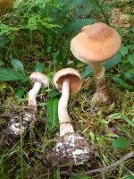 Cortinarius